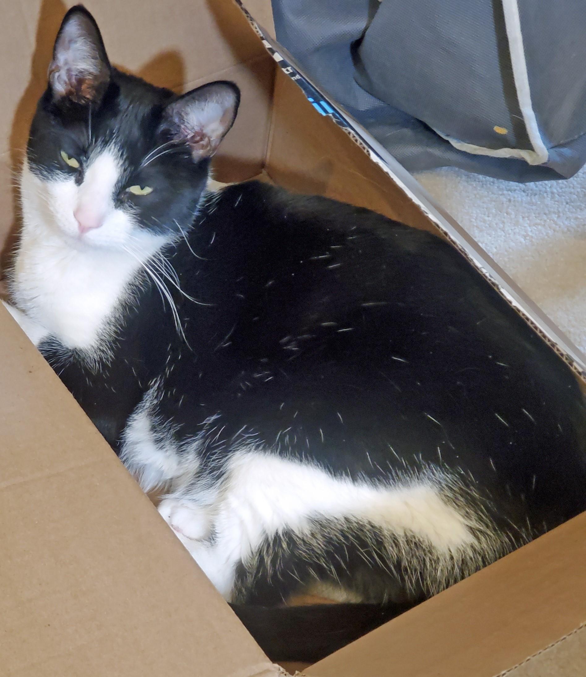 Neiman & Marcus – Double the Love, Double the Charm!, a Adoptable Domestic Short Hair in Laurel, MD image 6/6