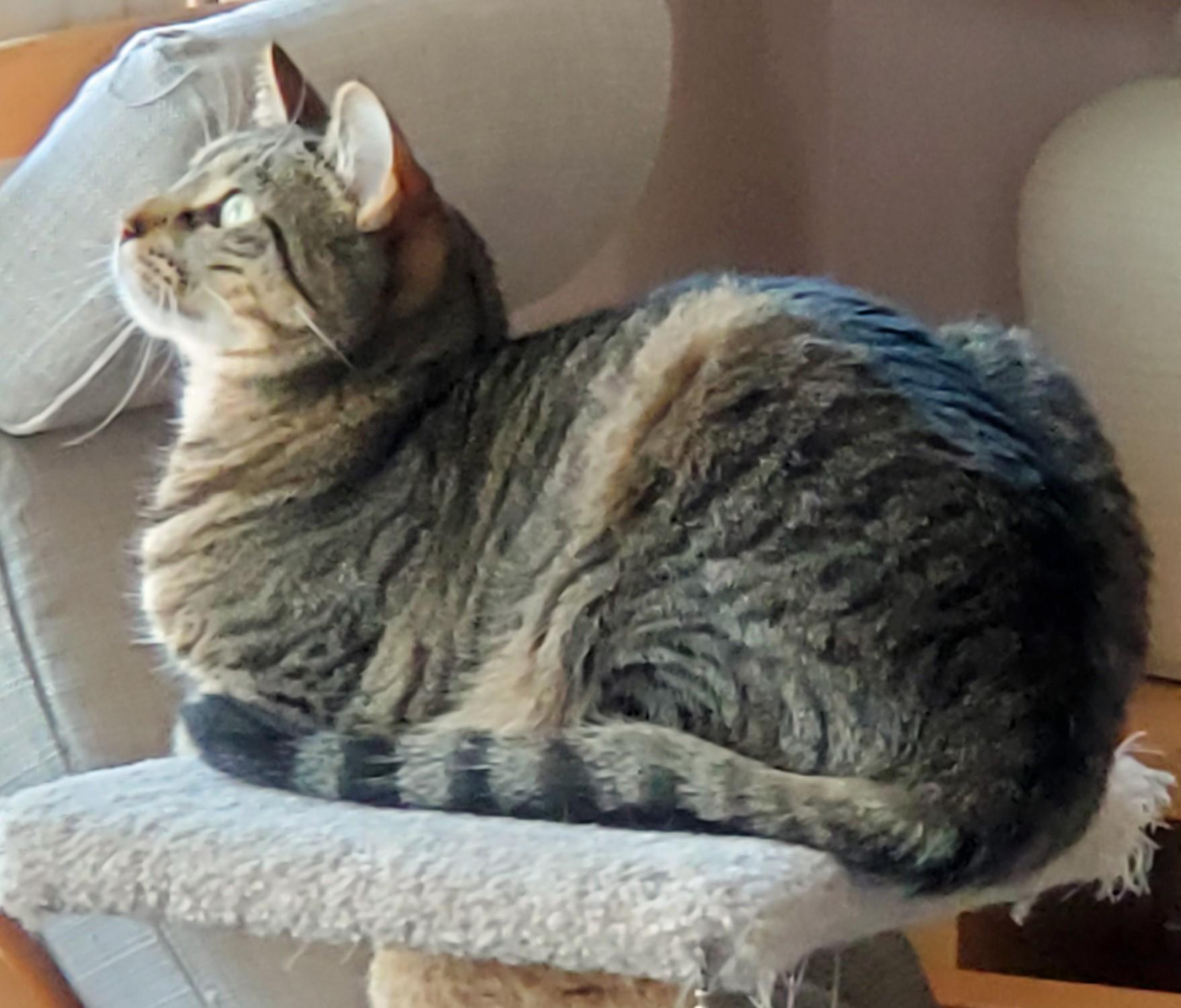 Neiman & Marcus – Double the Love, Double the Charm!, a Adoptable Domestic Short Hair in Laurel, MD image 5/6