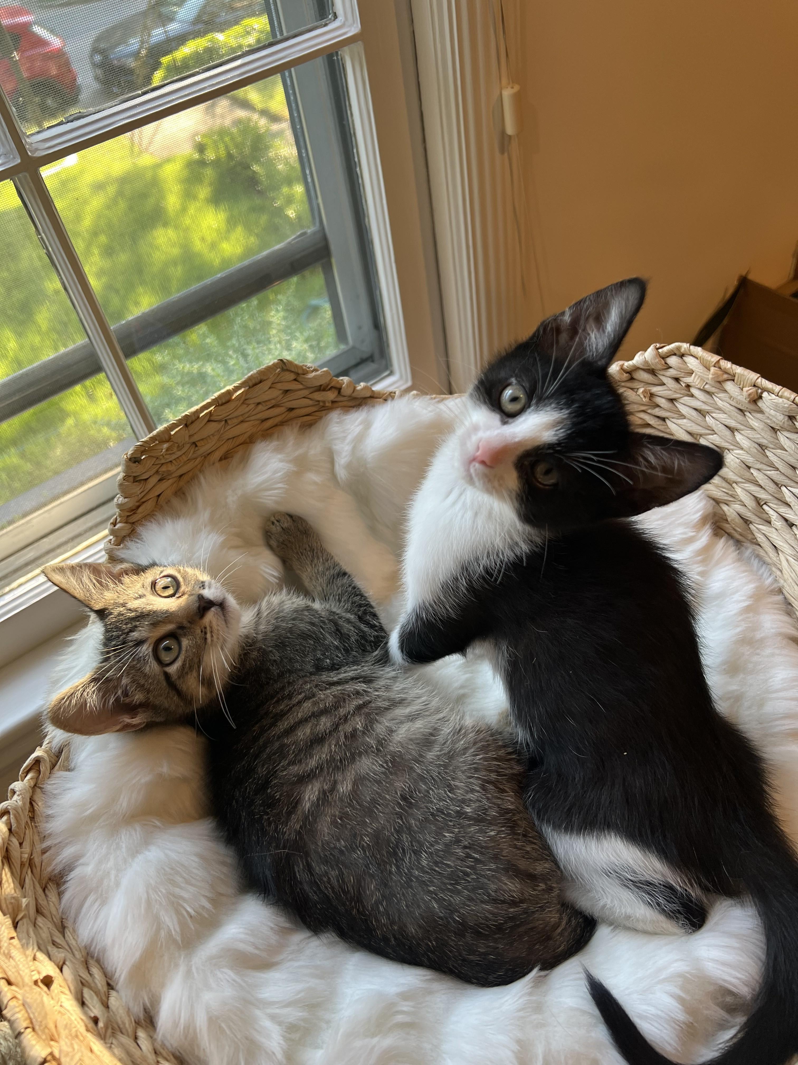 Neiman & Marcus – Double the Love, Double the Charm!, a Adoptable Domestic Short Hair in Laurel, MD image 2/6