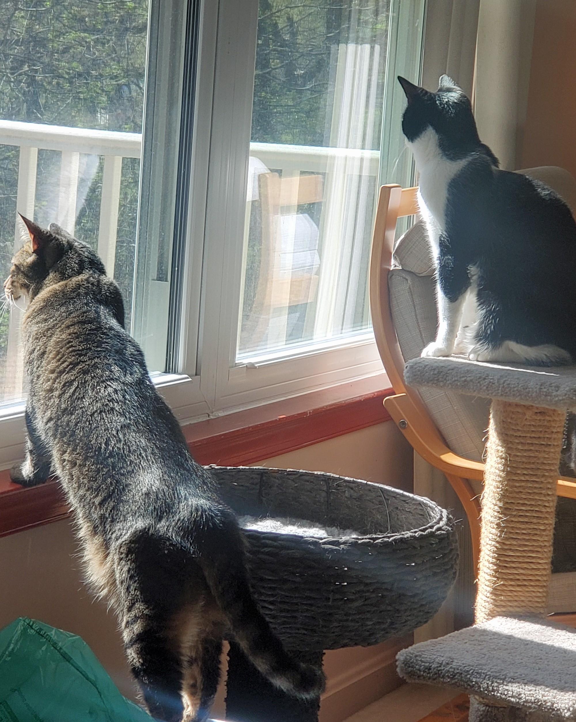 Neiman & Marcus – Double the Love, Double the Charm!, a Adoptable Domestic Short Hair in Laurel, MD image 3/6