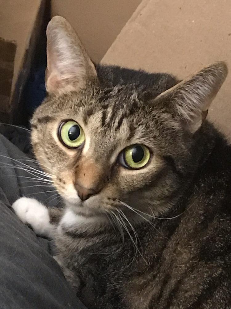 Emmie, Adoptable, Adult Female Domestic Short Hair.