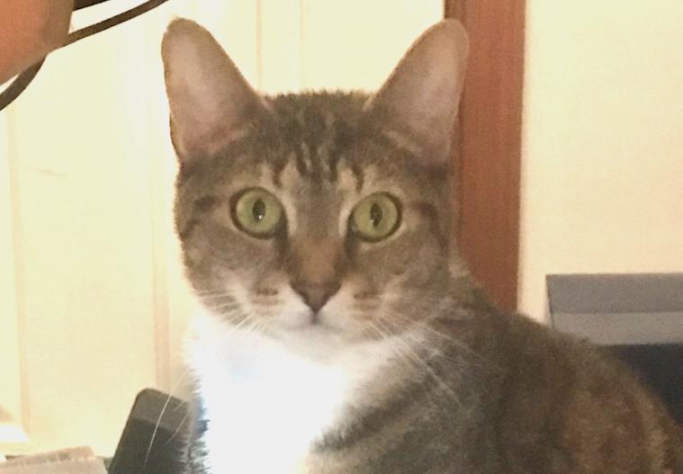 Enlarge Emmie, a Adoptable Domestic Short Hair in Henrico, VA image 3/6