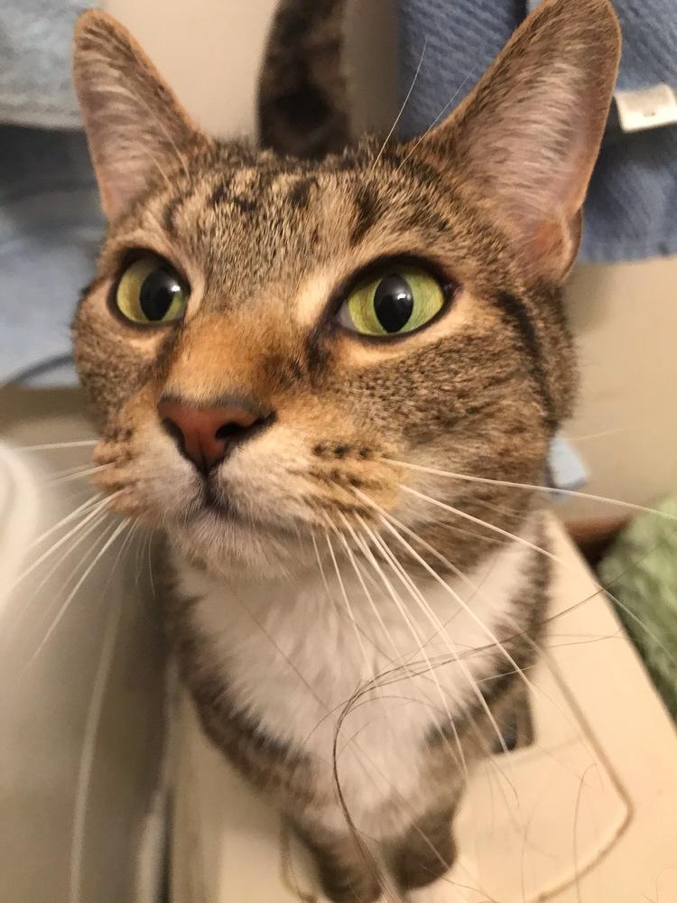 Enlarge Emmie, a Adoptable Domestic Short Hair in Henrico, VA image 4/6