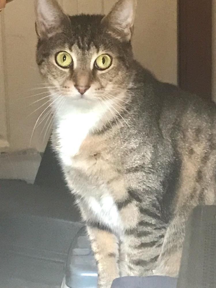 Enlarge Emmie, a Adoptable Domestic Short Hair in Henrico, VA image 5/6