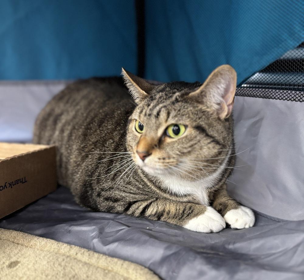 Enlarge Emmie, a Adoptable Domestic Short Hair in Henrico, VA image 6/6