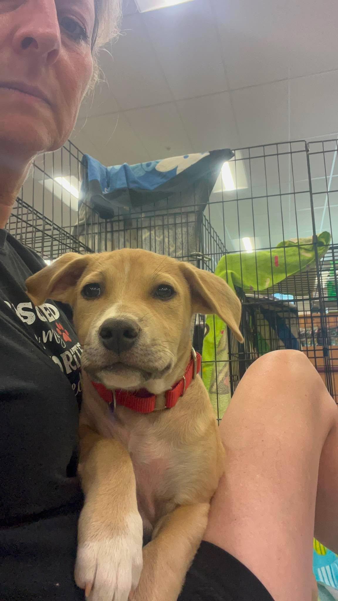 Roscoe, a ADOPTABLE mixed breed in Temecula, CA image 5/6