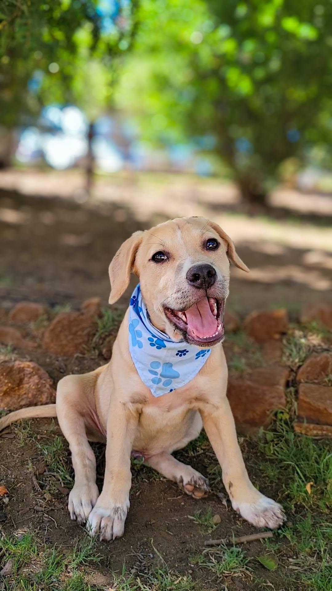 Roscoe, a ADOPTABLE mixed breed in Temecula, CA image 6/6