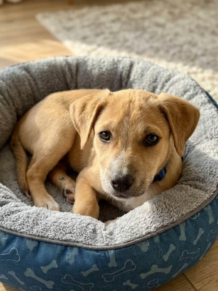 Roscoe, a ADOPTABLE mixed breed in Temecula, CA image 3/6