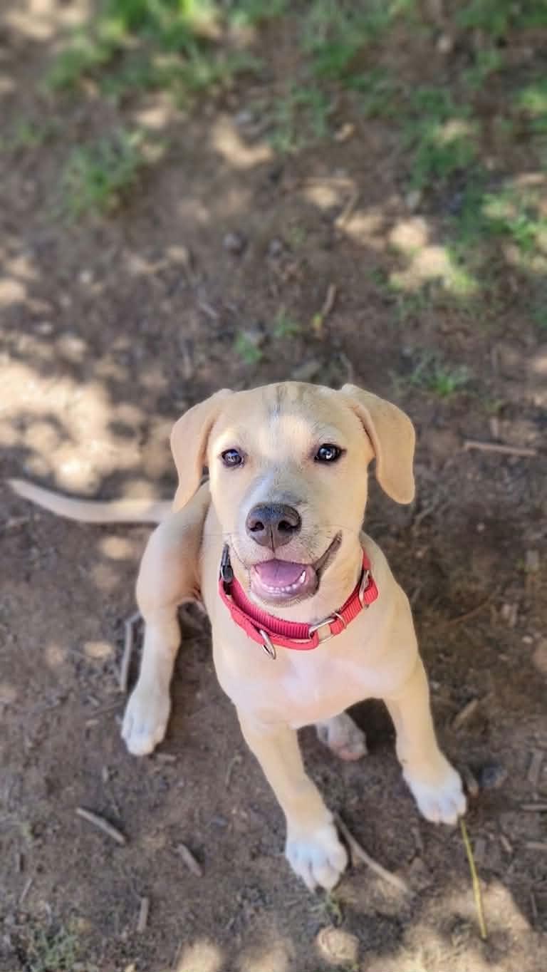 Roscoe, a ADOPTABLE mixed breed in Temecula, CA image 1/6
