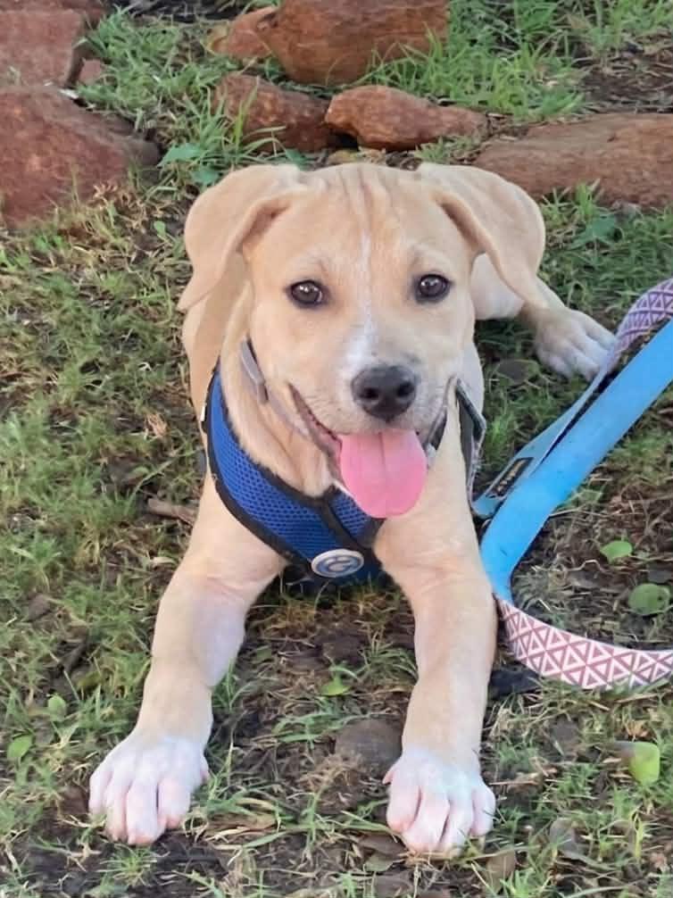 Roscoe, a ADOPTABLE mixed breed in Temecula, CA image 2/6