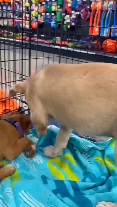 Enlarge Roscoe, a ADOPTABLE mixed breed in Temecula, CA video 4/6