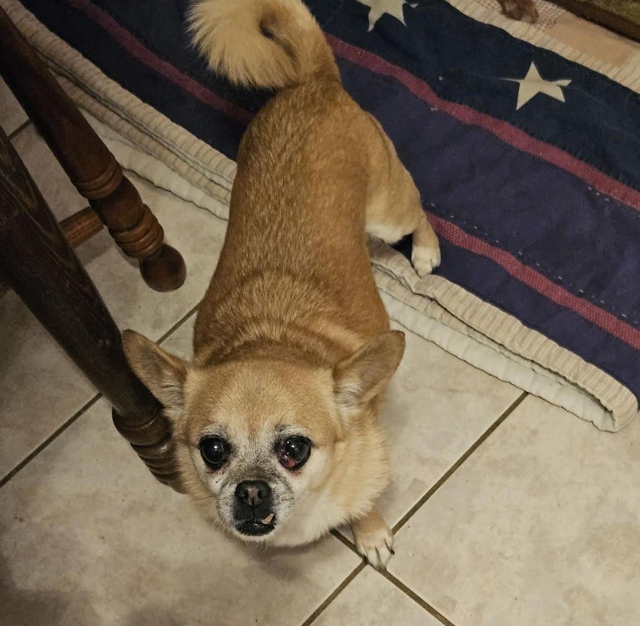 Skylah, a Adoptable mixed breed in Cumming, GA image 4/4