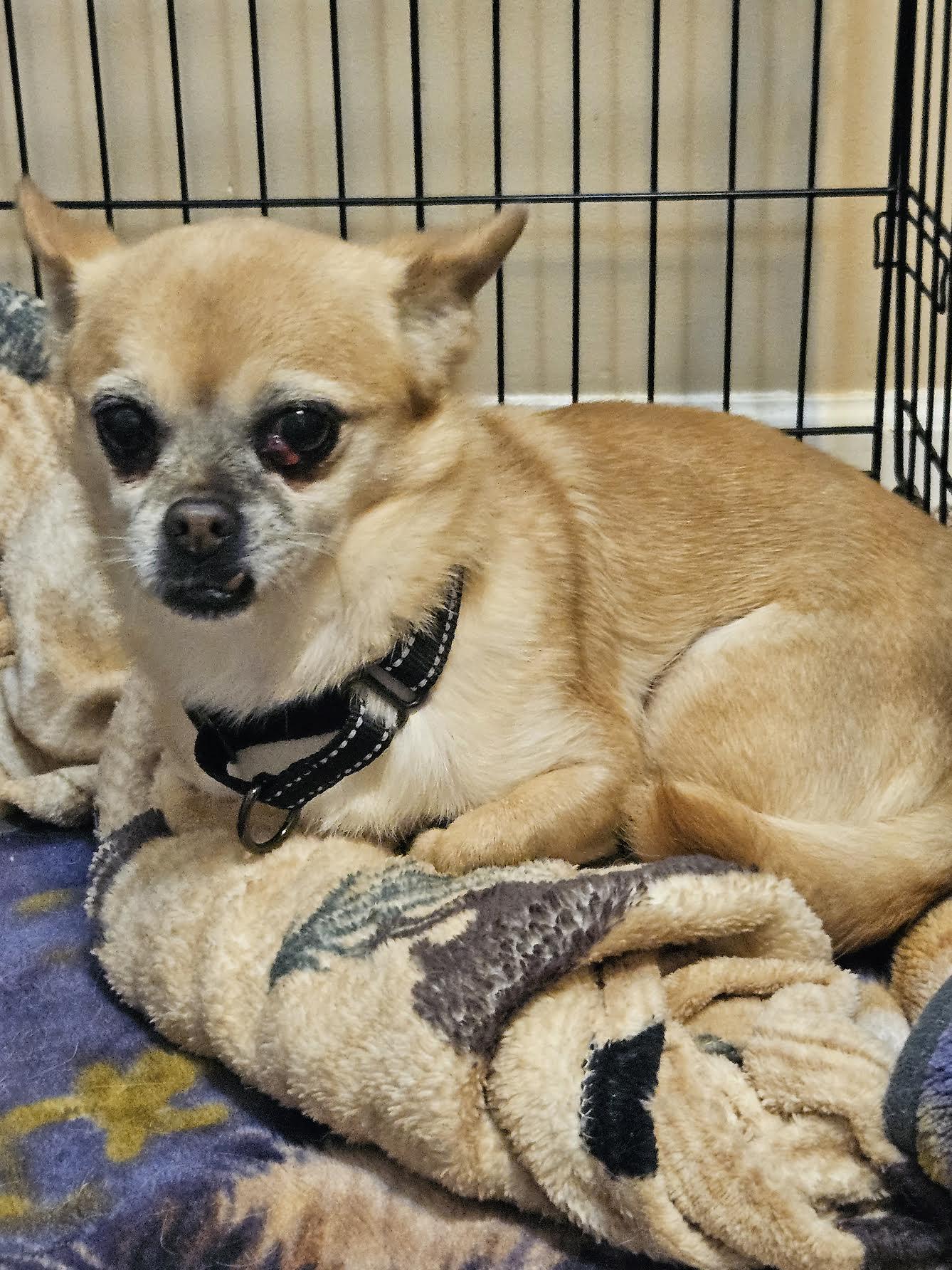 Enlarge Skylah, a Adoptable mixed breed in Cumming, GA image 1/2