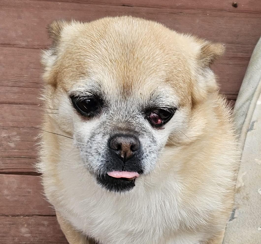 Skylah, Adoptable, Senior Female Chihuahua.