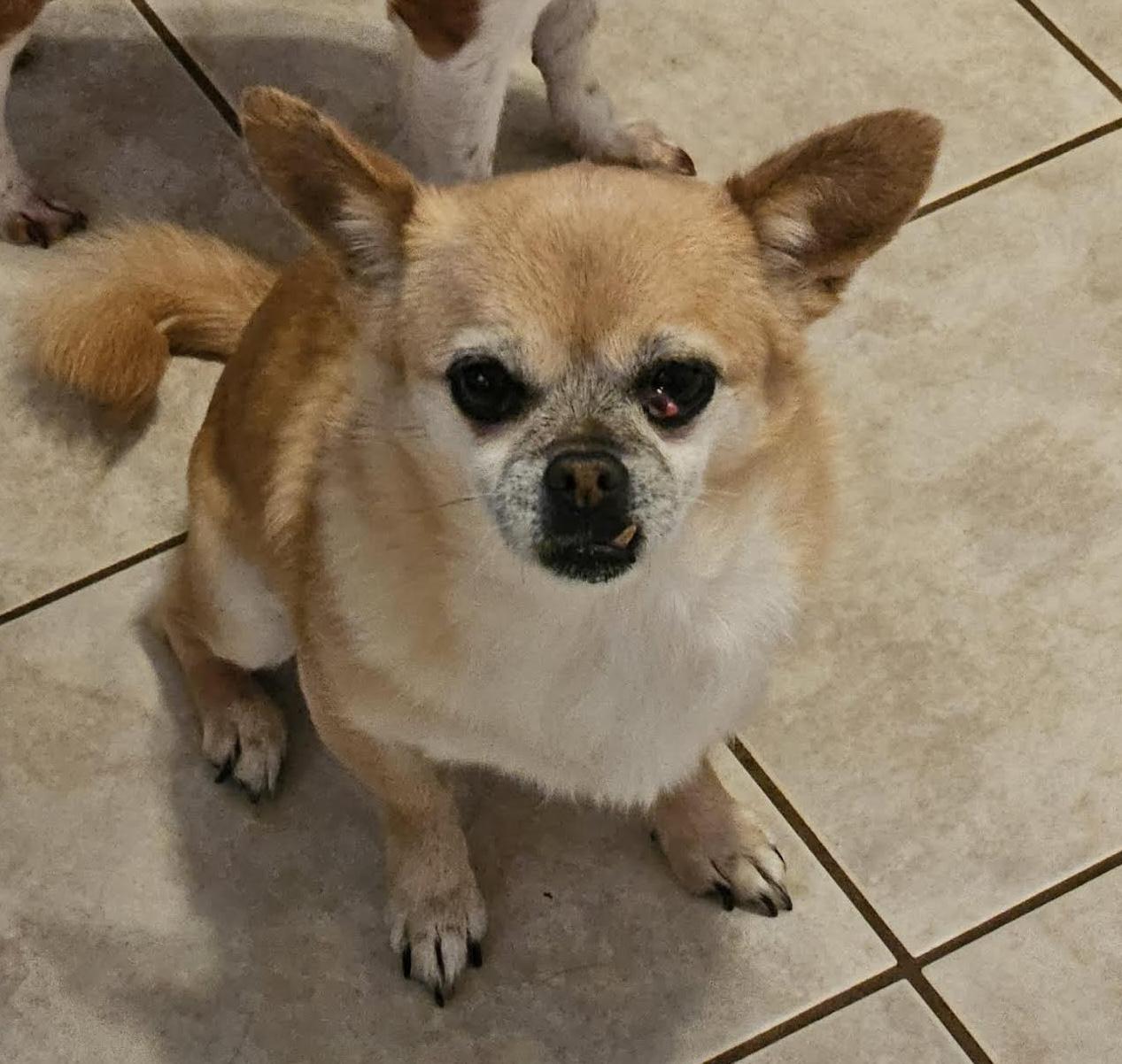 Skylah, a Adoptable mixed breed in Cumming, GA image 3/4