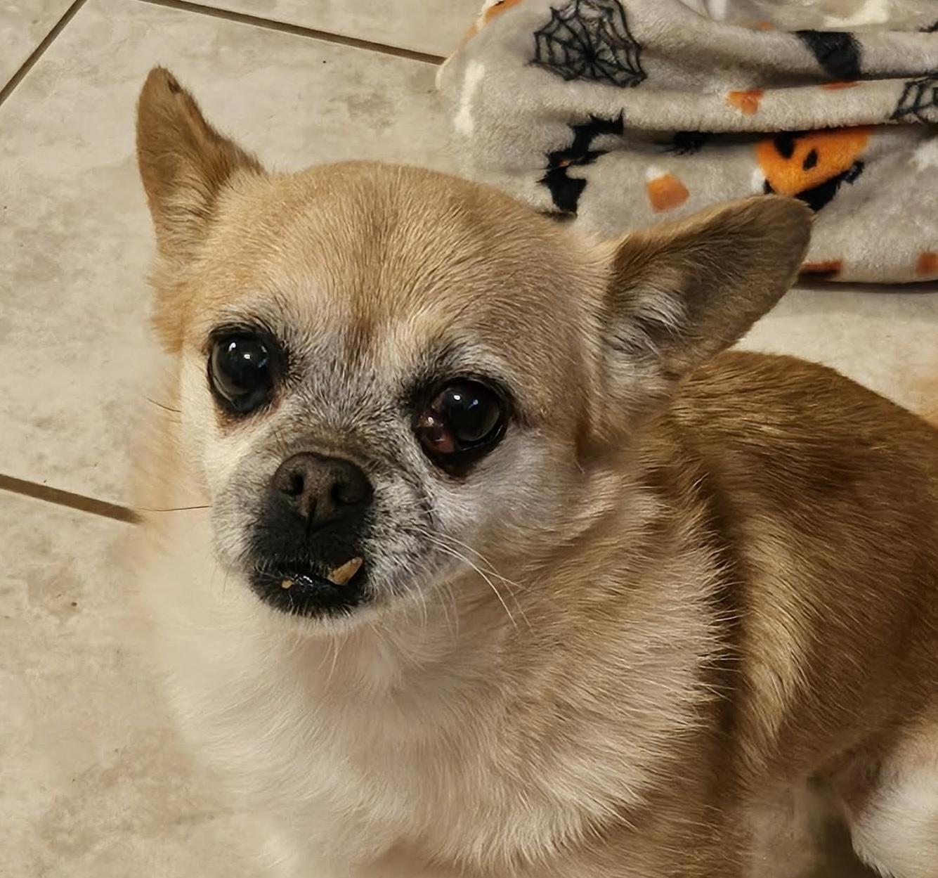 Skylah, Adoptable, Senior Female Chihuahua.