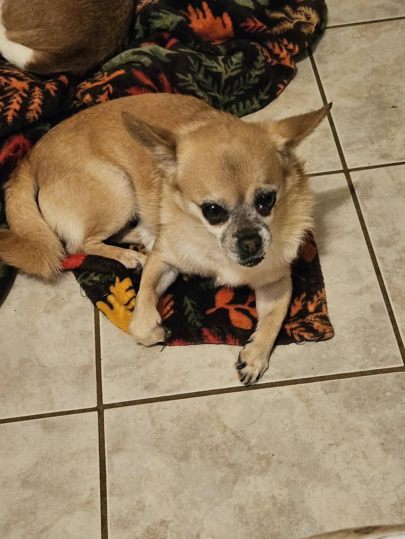 Skylah, a Adoptable mixed breed in Cumming, GA image 2/4