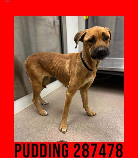 PUDDING, Adoptable, Adult Female Mixed Breed.