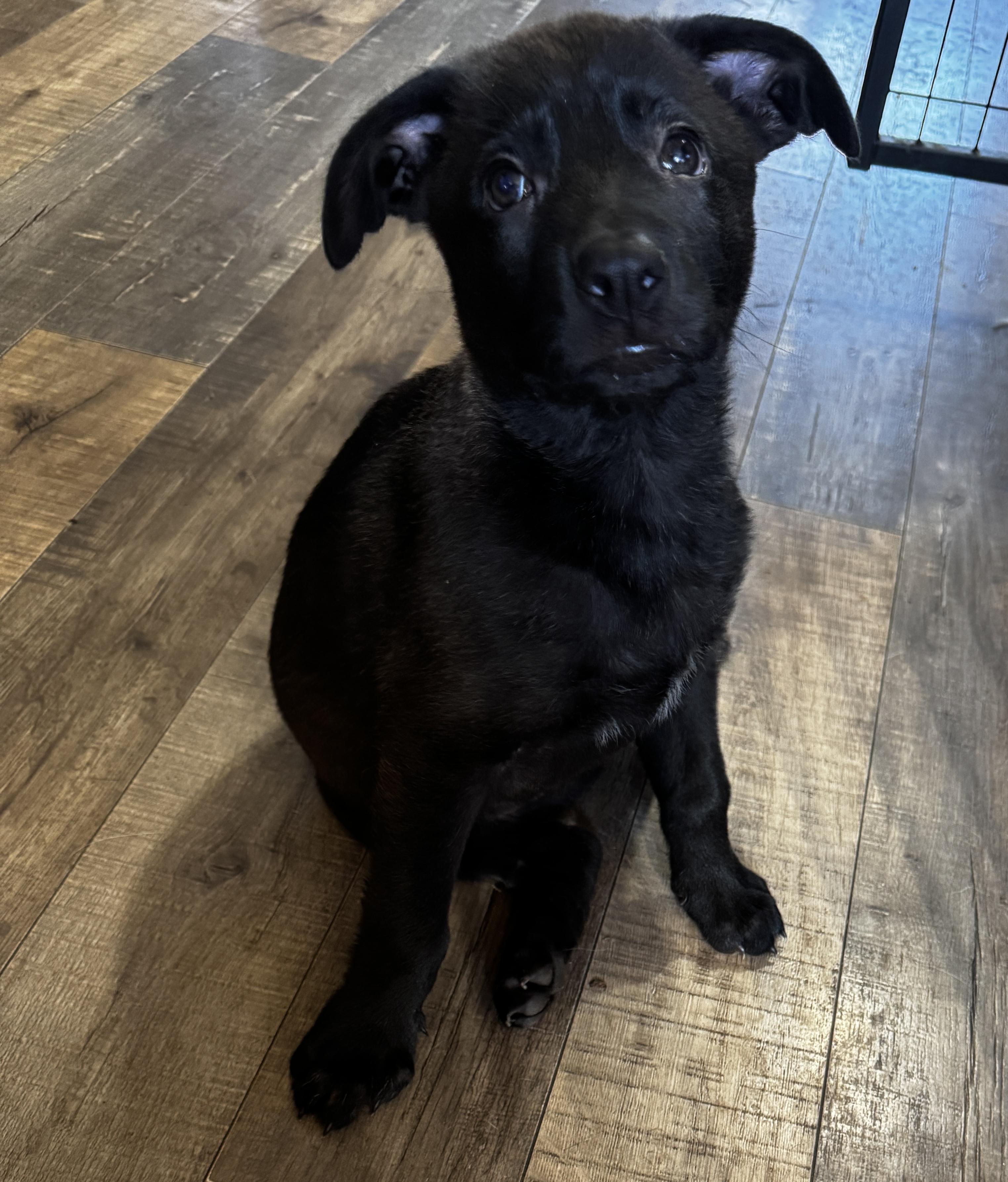 Emilia, ADOPTABLE, Puppy Female German Shepherd Dog.