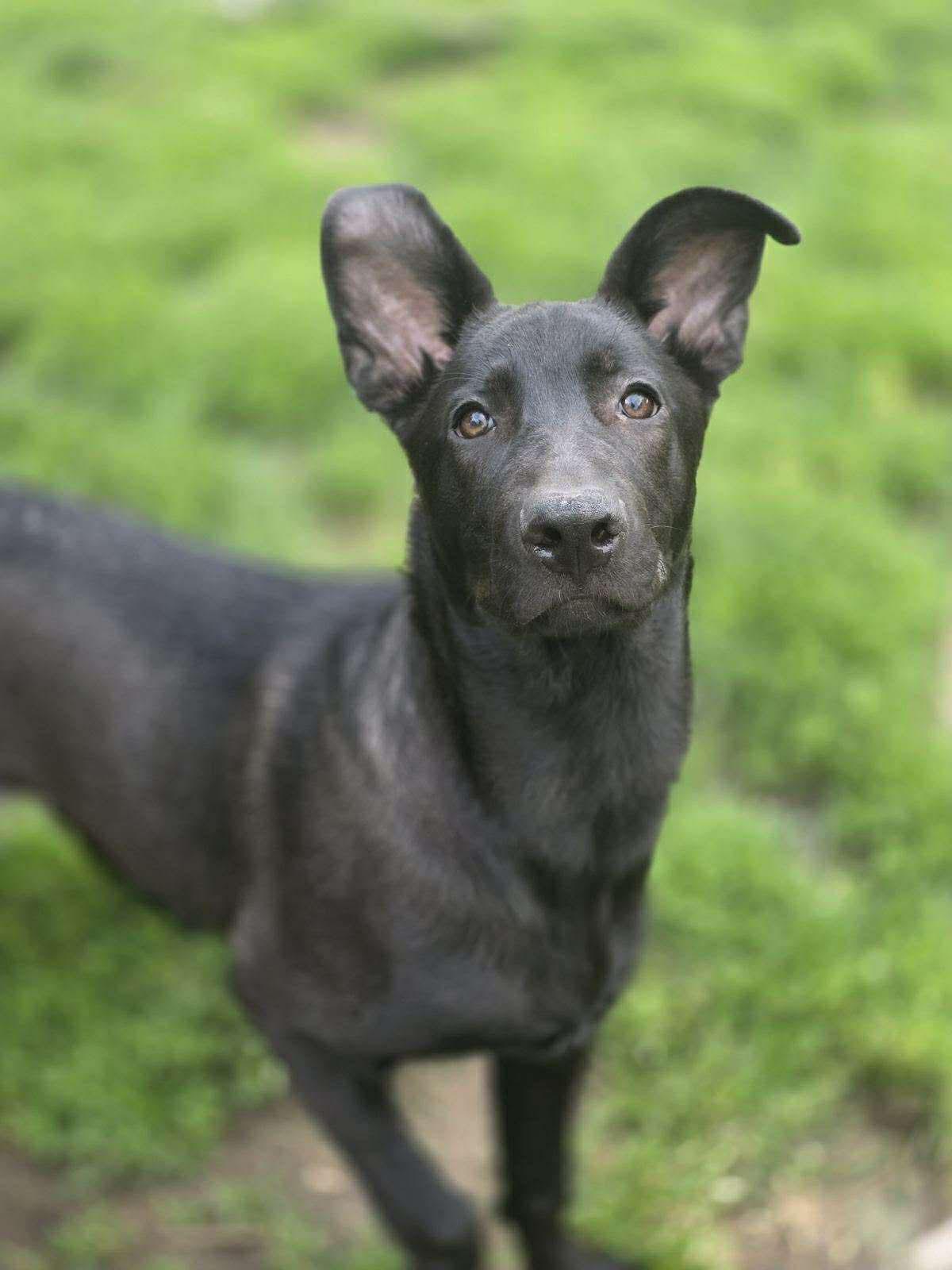 Emilia, a ADOPTABLE mixed breed in Kankakee, IL image 2/6
