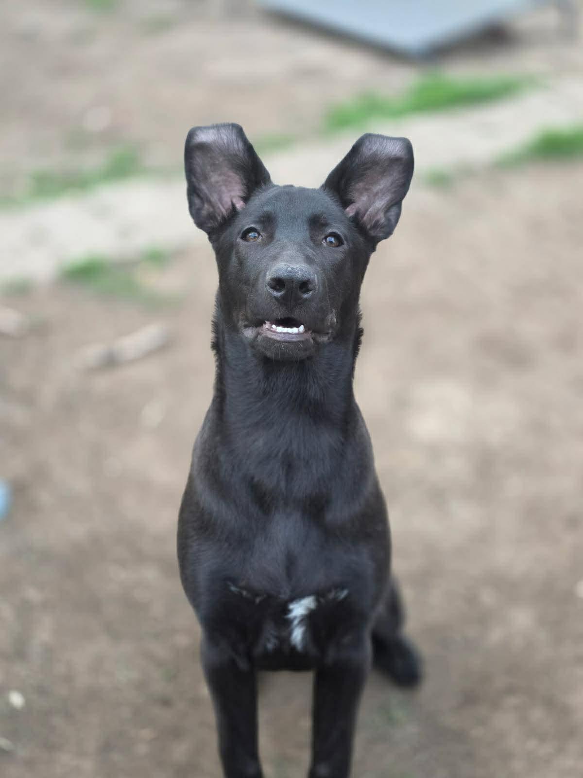 Emilia, ADOPTABLE, Puppy Female German Shepherd Dog.
