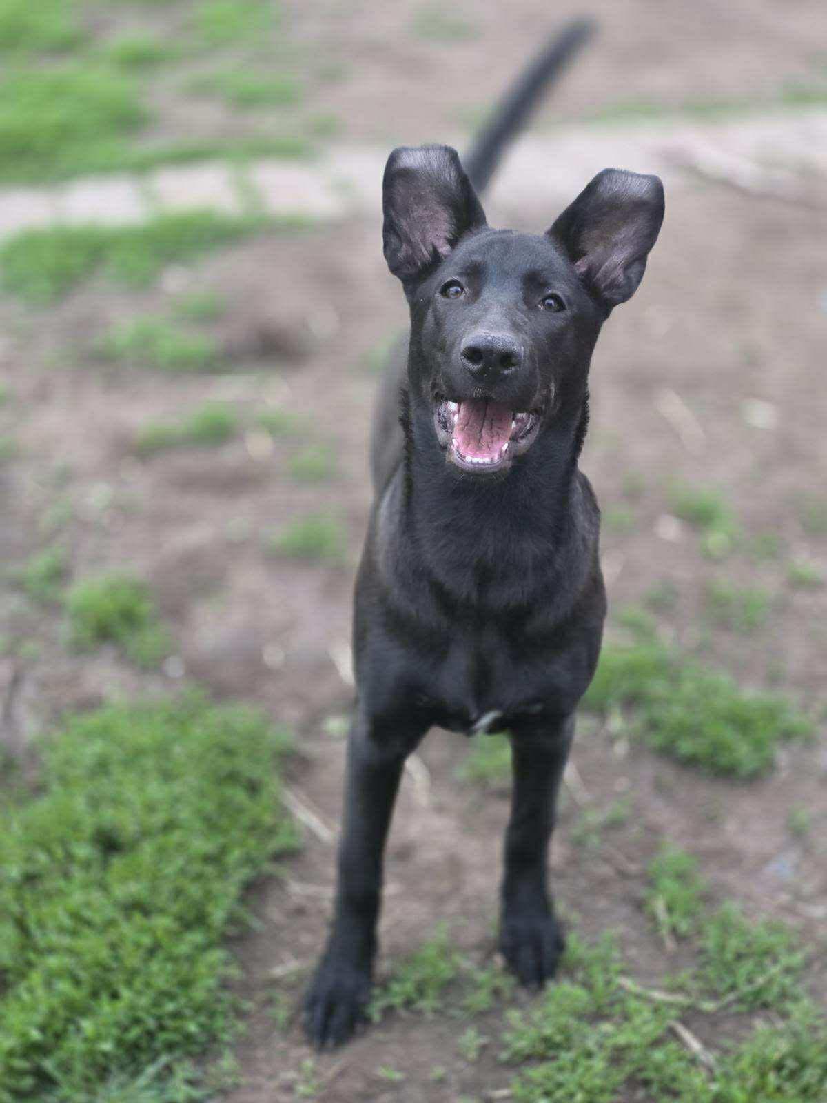Emilia, a ADOPTABLE mixed breed in Kankakee, IL image 6/6