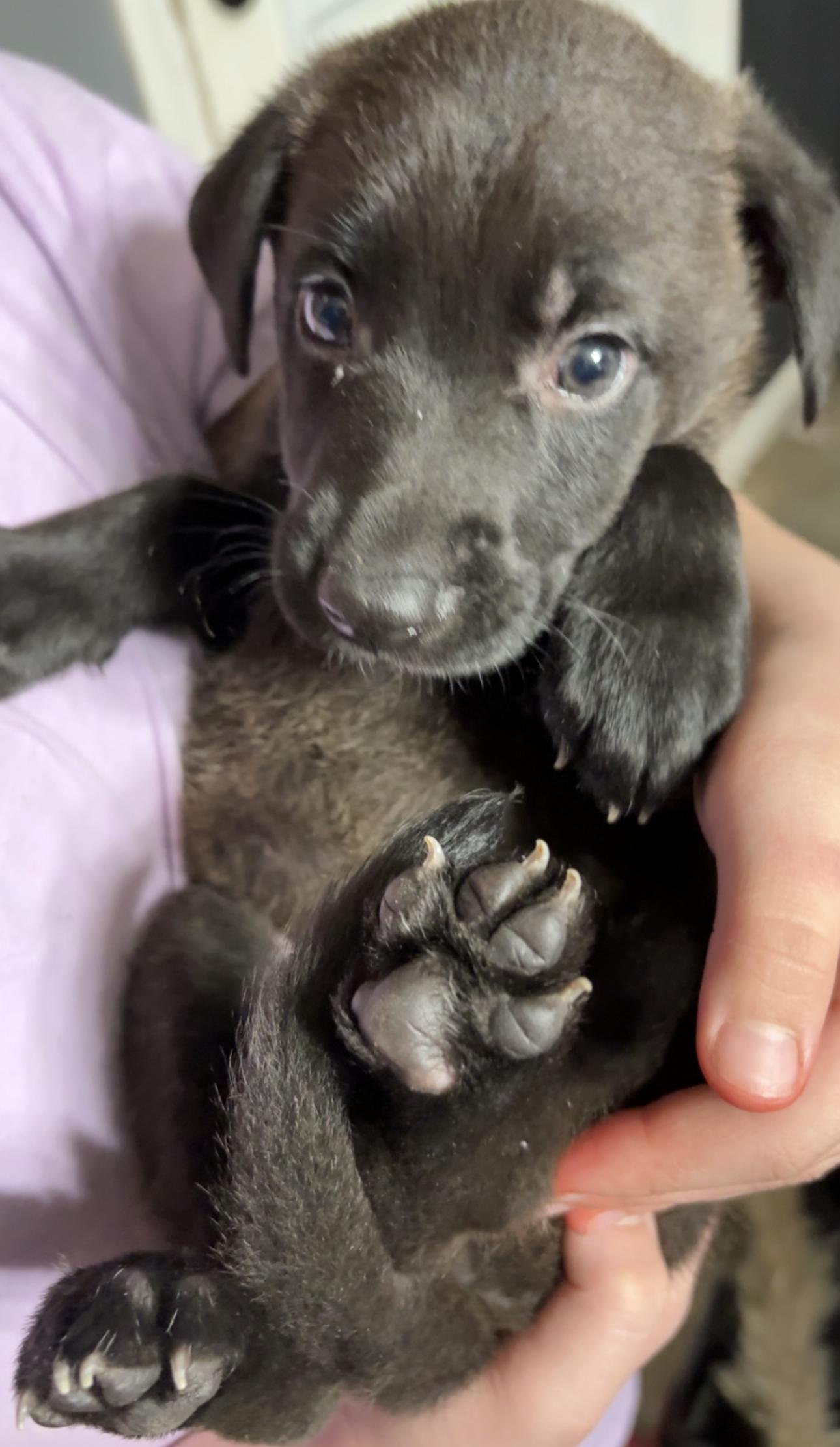 Enlarge Emilia, a ADOPTABLE mixed breed in Kankakee, IL image 2/3