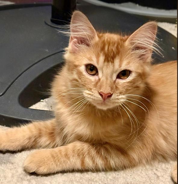 Oro, adopted, Kitten Male Domestic Long Hair.