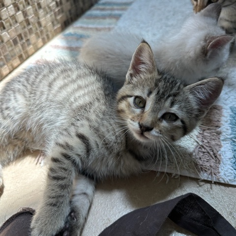 Peanut