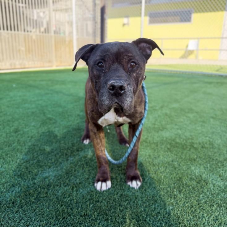 ROCKY, ADOPTABLE, Senior • Male, American Staffordshire Terrier.
