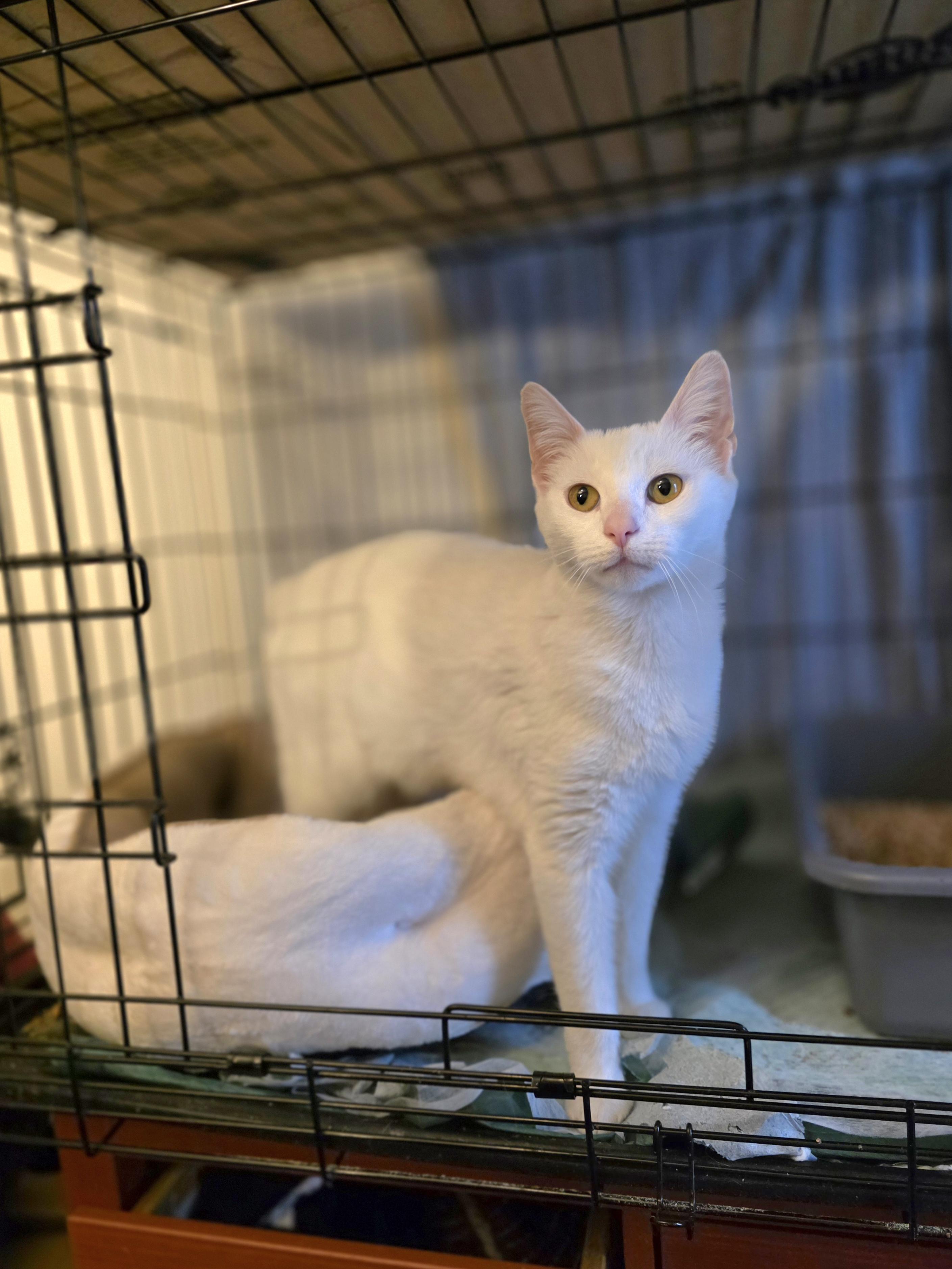 Enlarge Viviane, a ADOPTABLE Domestic Short Hair in Brooklyn, NY image 1/1