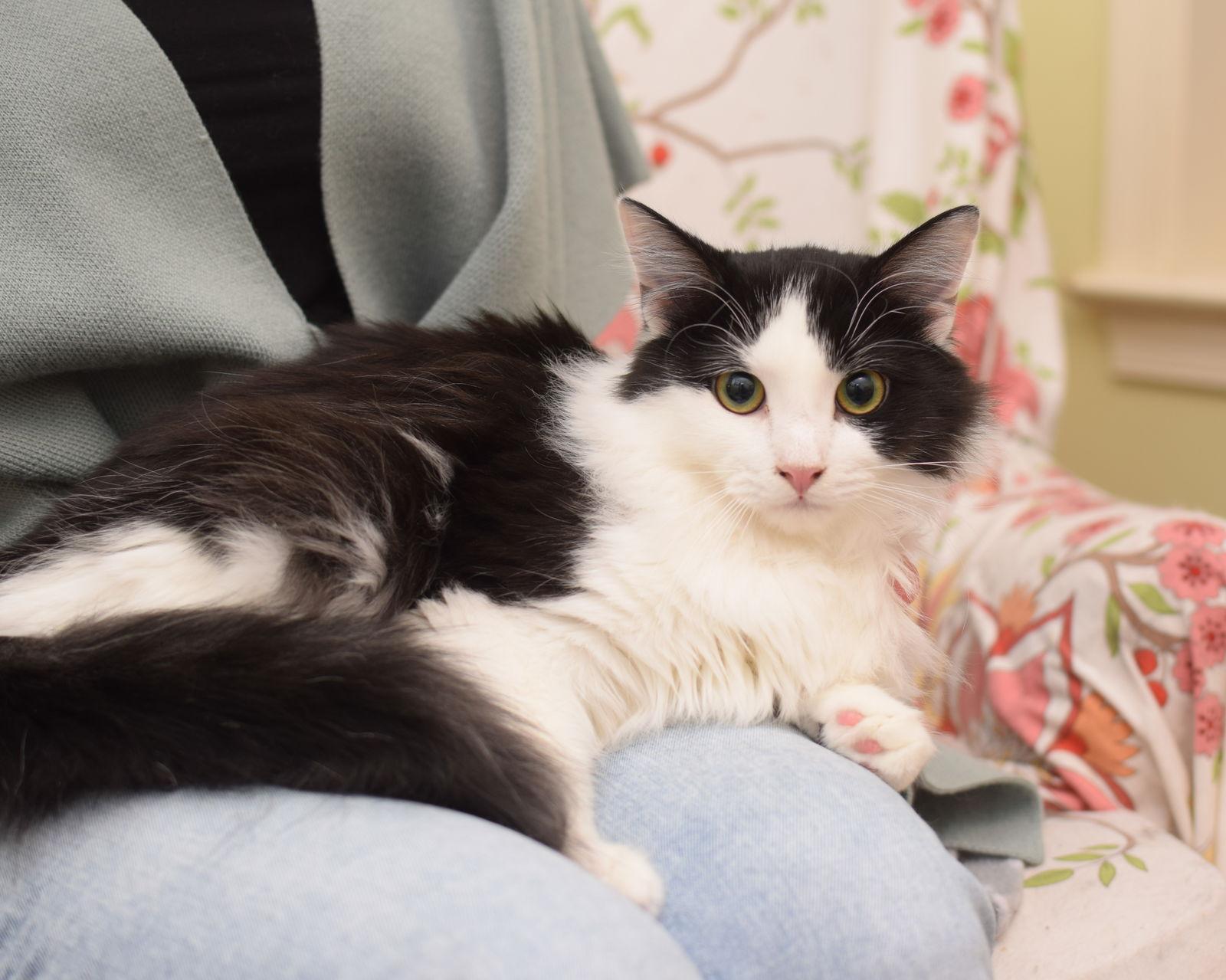 Ginger Ale, a Adoptable mixed breed in Hockessin, DE image 2/3