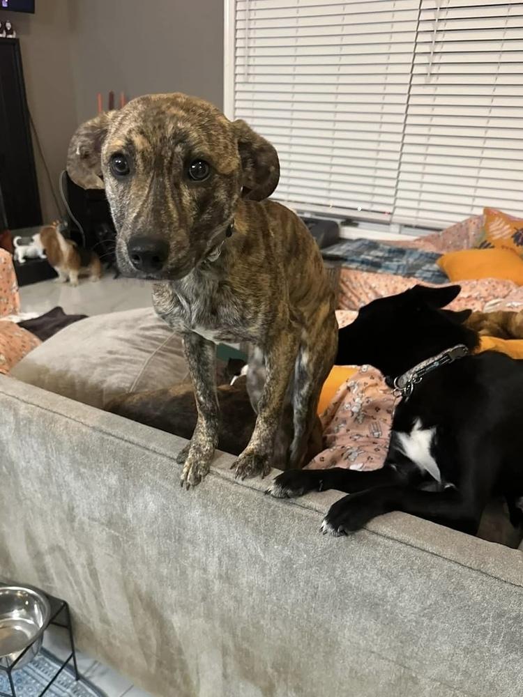 Hershey (aka Birch) — thumbnail 2