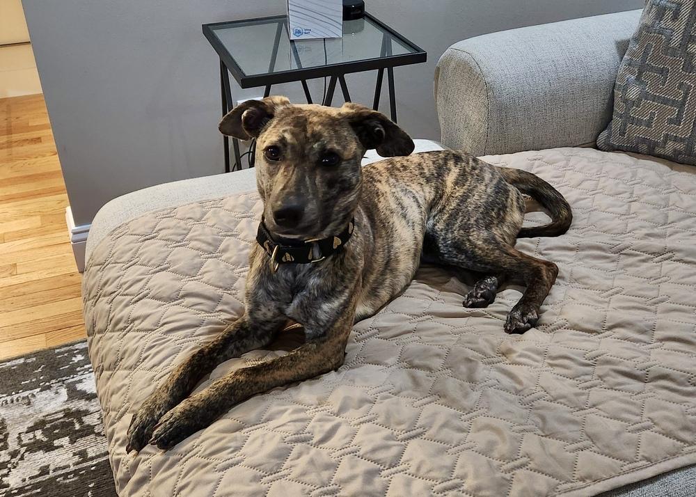 Hershey (aka Birch) — thumbnail 3