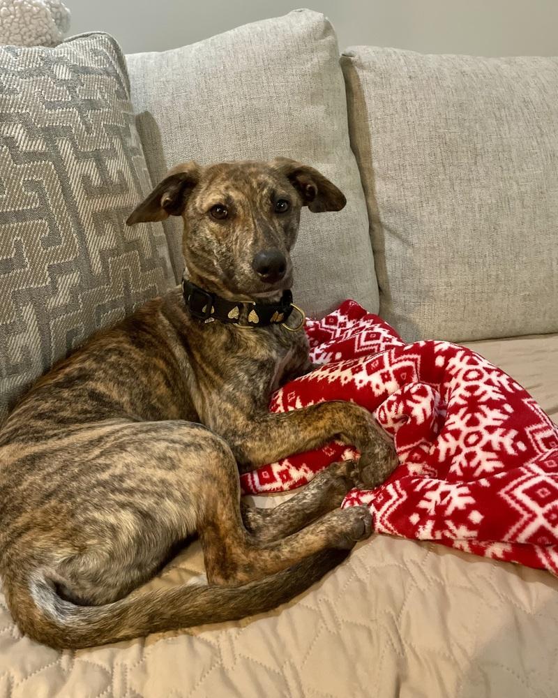 Hershey (aka Birch) — thumbnail 4