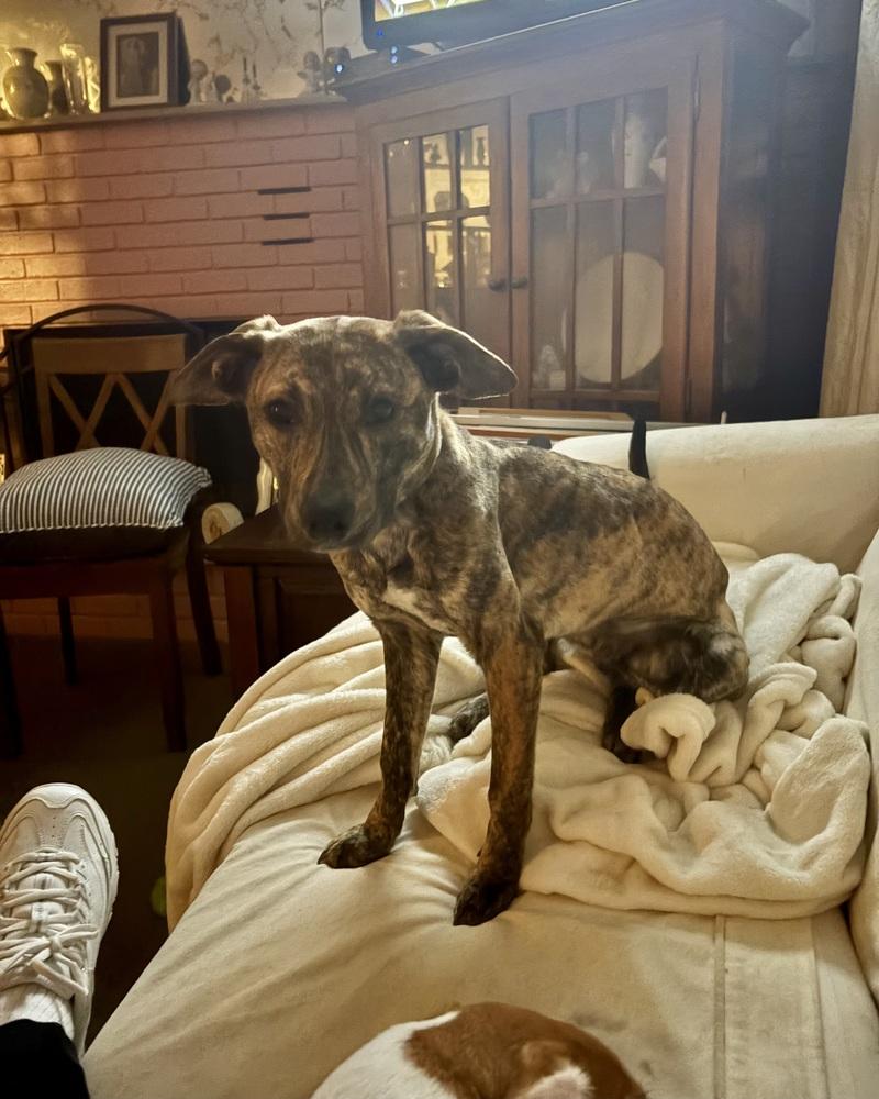 Hershey (aka Birch) — thumbnail 5