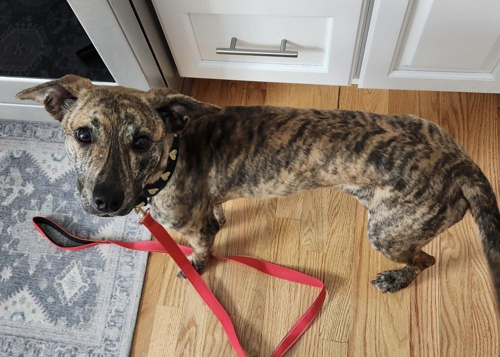 Hershey (aka Birch) — thumbnail 6