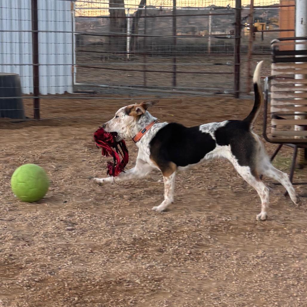 Enlarge Percy, a Adoptable Mixed Breed in Prescott, AZ image 1/4