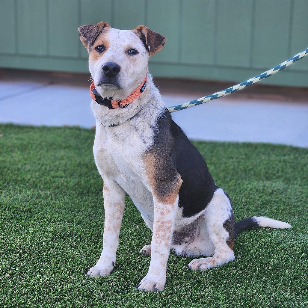 Percy, Adoptable, Young Male Mixed Breed.
