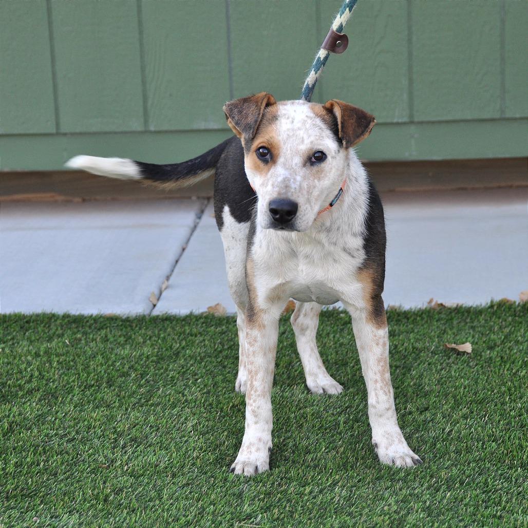 Enlarge Percy, a Adoptable Mixed Breed in Prescott, AZ image 4/4