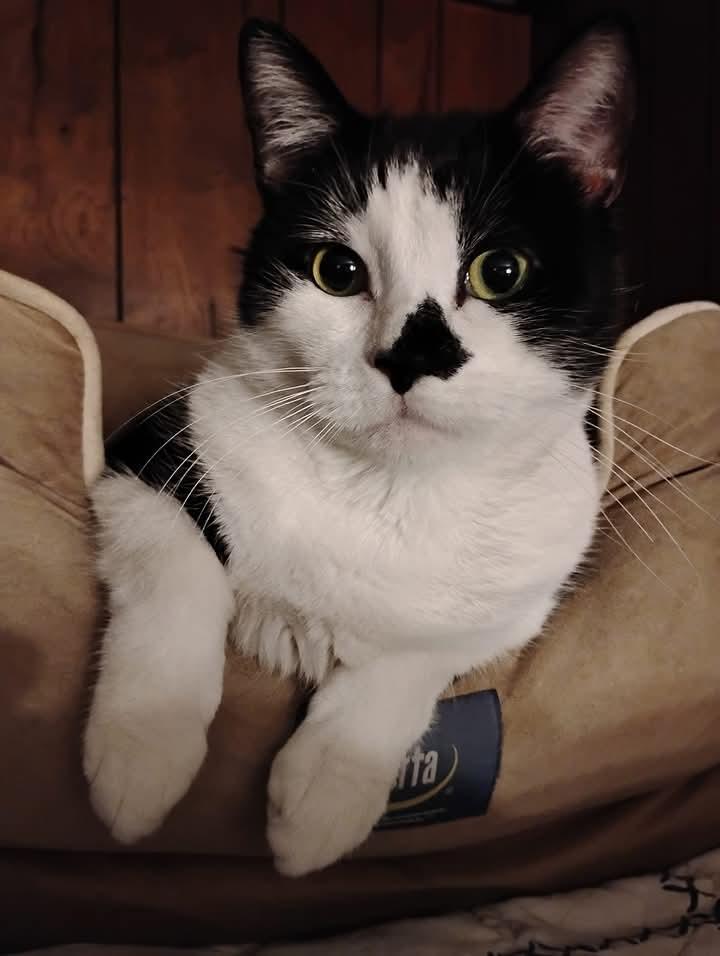 Tootsie, a Adoptable mixed breed in Hoboken, NJ image 1/6