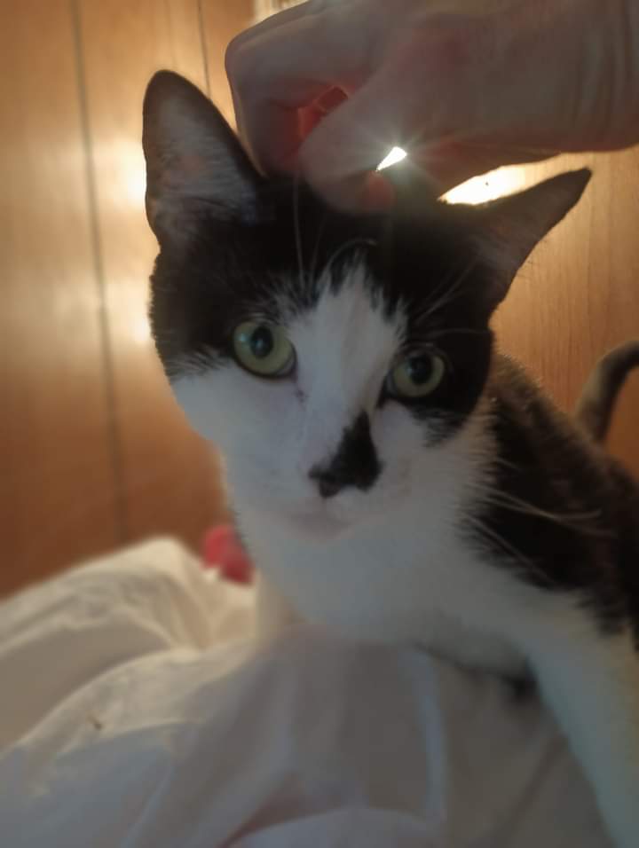 Tootsie, a Adoptable mixed breed in Hoboken, NJ image 4/6