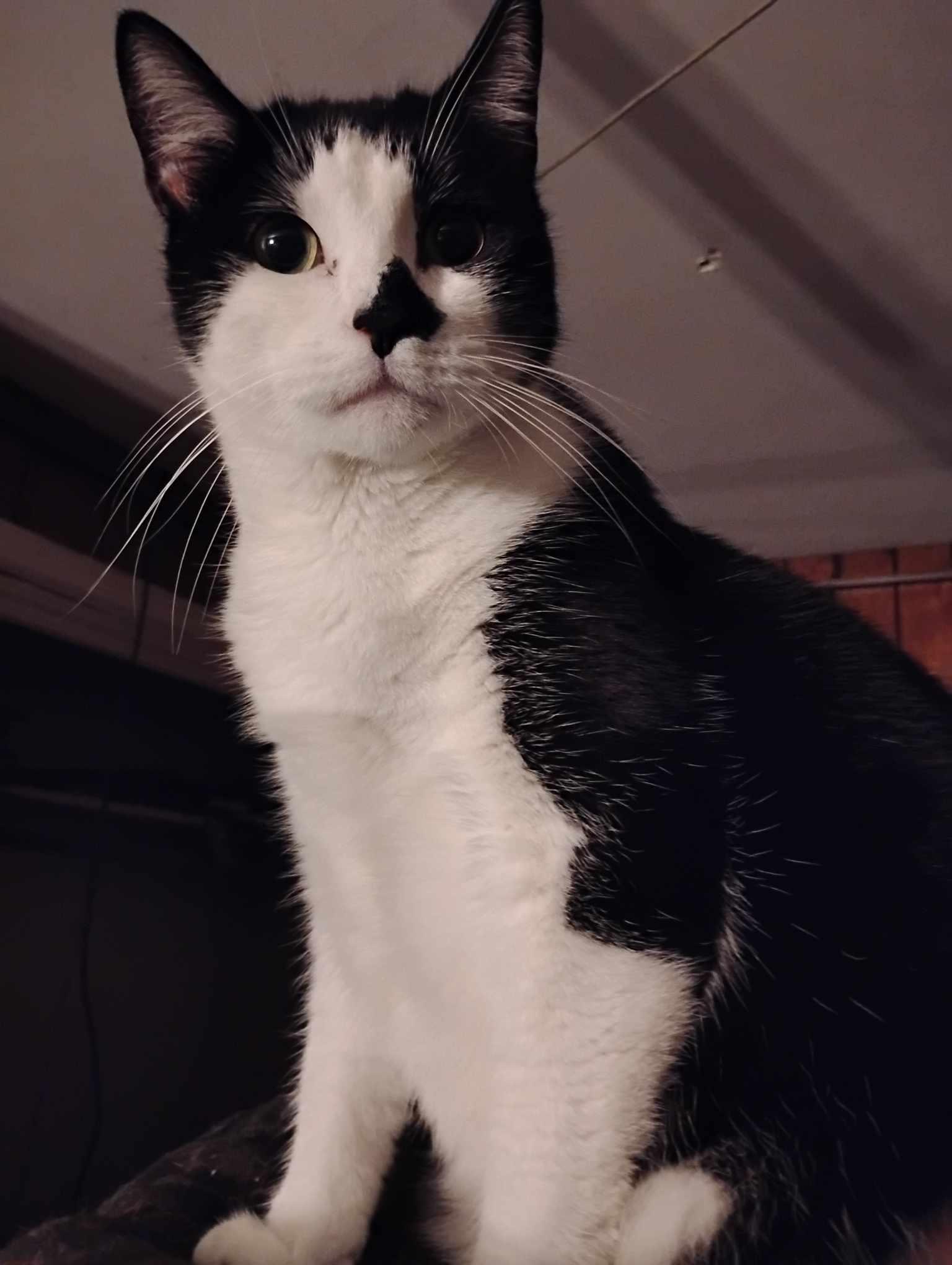 Tootsie, a Adoptable mixed breed in Hoboken, NJ image 3/6