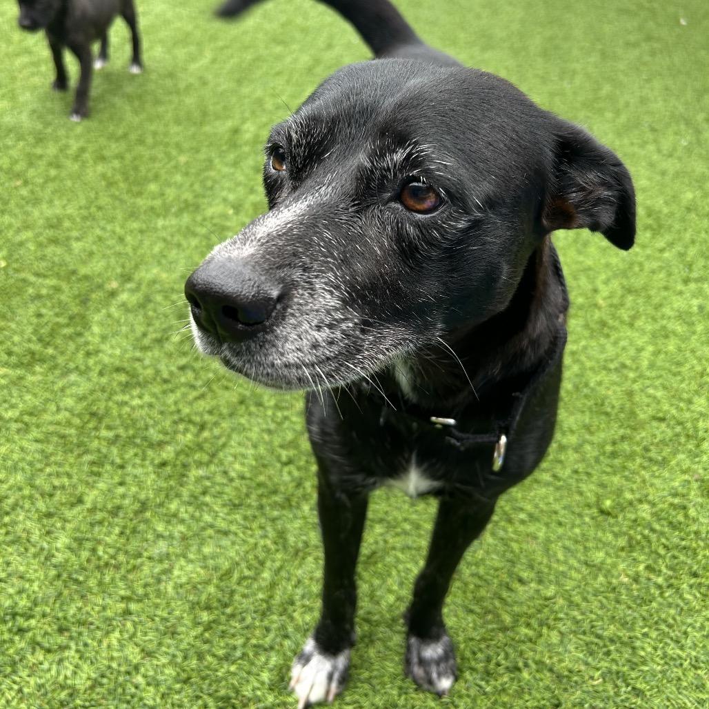 Layla — thumbnail 3