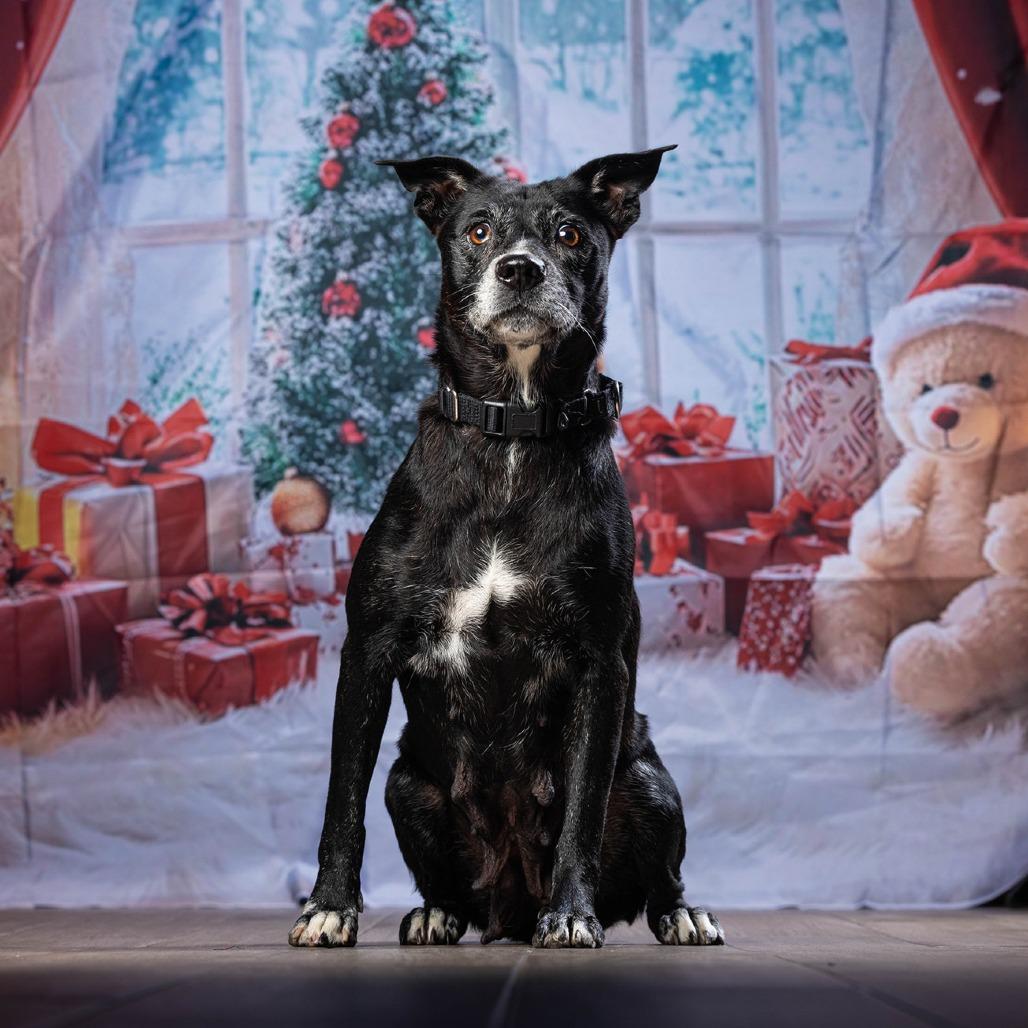 Layla — thumbnail 4