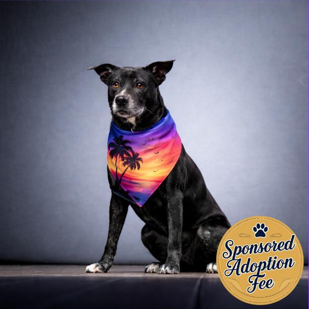 Layla — thumbnail 5