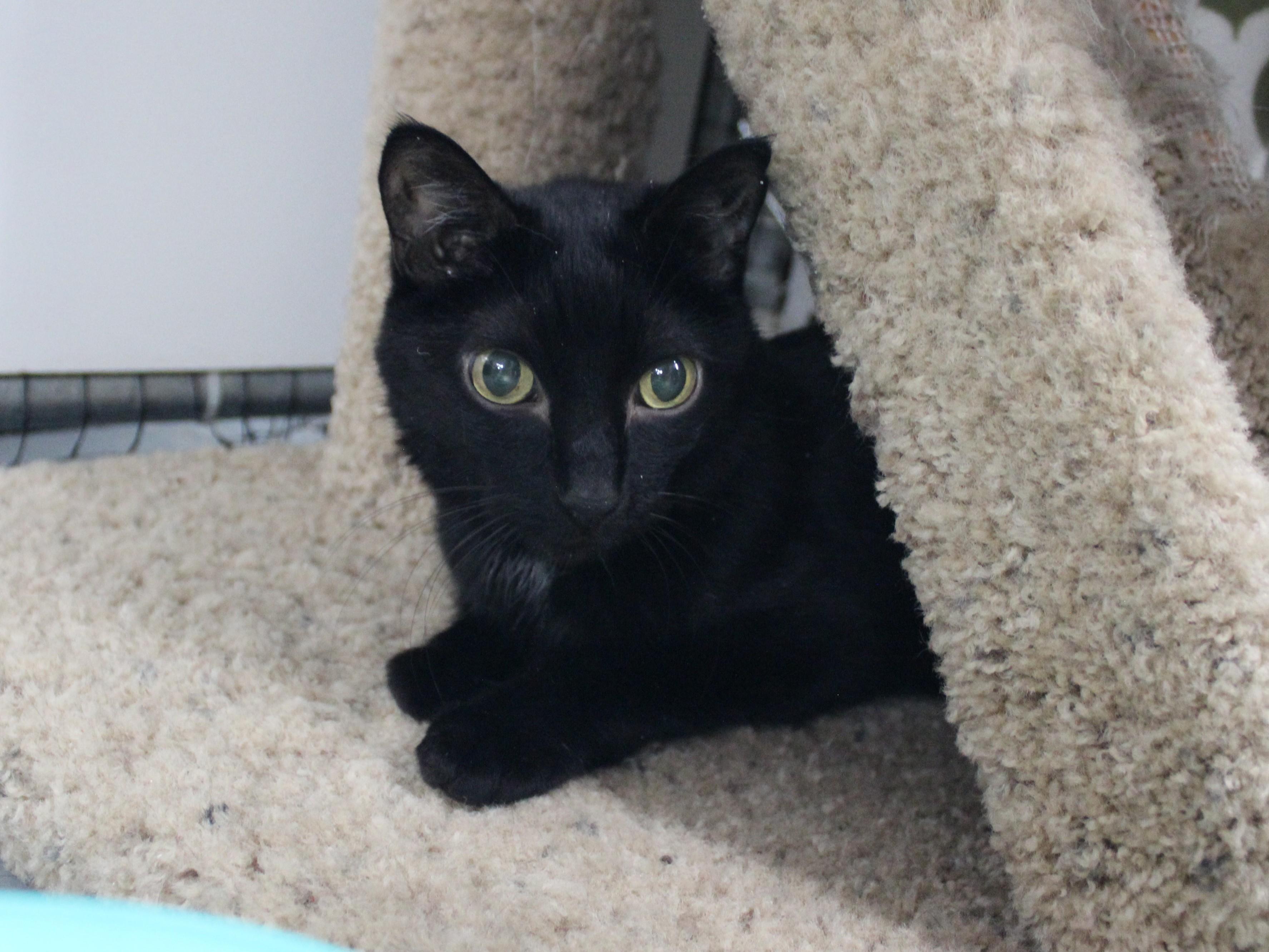 Lorraine, Adoptable, Adult Female Domestic Short Hair.