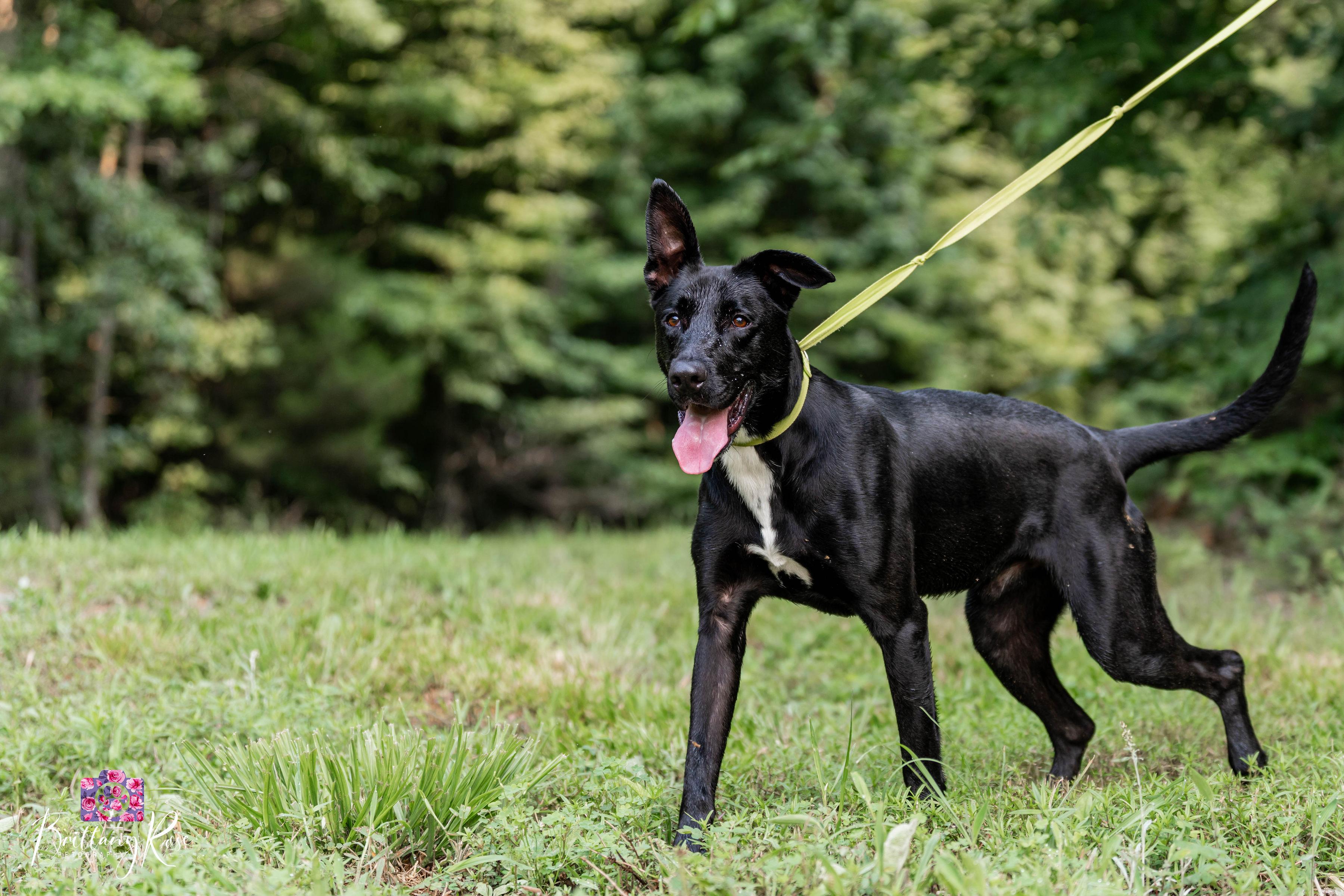 Kevin, ADOPTABLE, Adult Male Black Labrador Retriever & German Shepherd Dog.