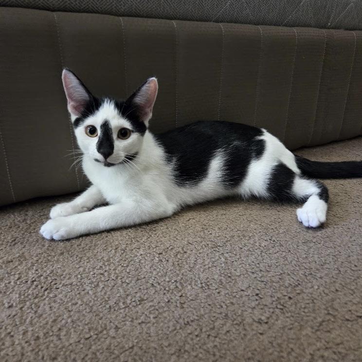 Pug, ADOPTABLE, Kitten Female Domestic Short Hair.