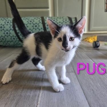 Enlarge Pug, a ADOPTABLE Domestic Short Hair in Bentonville, AR image 1/1